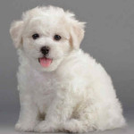 Bichon Frisé