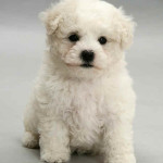 Bichon Frisé
