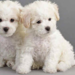 Bichon Frisé