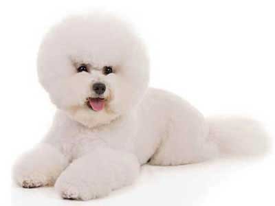 Bichon Frisé