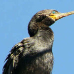 Biguá