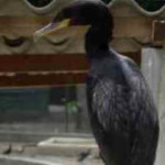 Biguá