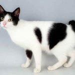 Bobtail