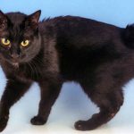 Bobtail