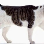 Bobtail