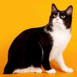 Bobtail