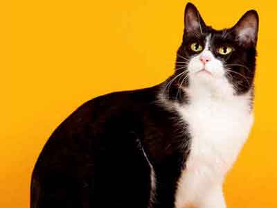 Bobtail