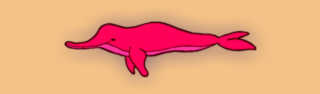 Boto Cor-de-Rosa Boto Cor-de-Rosa