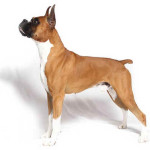 Boxer