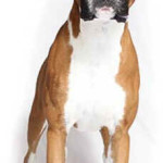 Boxer