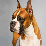 Boxer