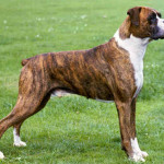 Boxer