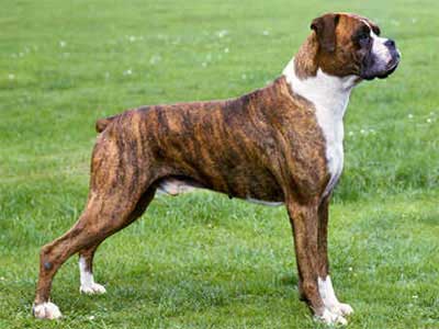 Boxer