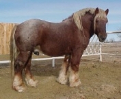 Cavalo Brabantino Cavalo Brabantino