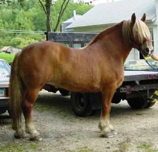 Cavalo Brabantino Cavalo Brabantino