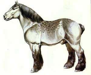 Cavalo Brabantino Cavalo Brabantino