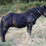 Bretão