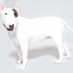 Bull Terrier