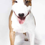 Bull Terrier
