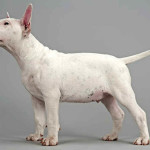 Bull Terrier