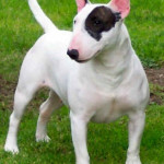 Bull Terrier