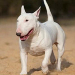 Bull Terrier