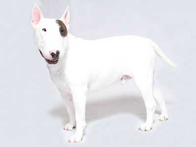 Bull Terrier