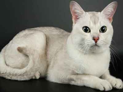 Burmilla