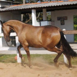 Campolina