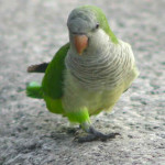 Caturrita