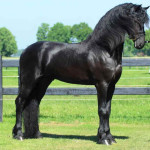 Cavalo Arabo Friesian