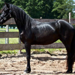 Cavalo Arabo Friesian