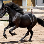 Cavalo Arabo Friesian
