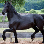 Cavalo Arabo Friesian
