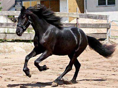 Cavalo Arabo Friesian