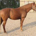 Cavalo Berbere