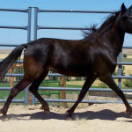 Cavalo Berbere