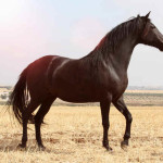Cavalo Berbere
