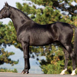 Cavalo Berbere