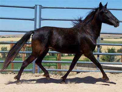 Cavalo Berbere