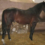 Cavalo Búlgaro