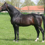 Cavalo Búlgaro