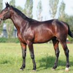 Cavalo Búlgaro