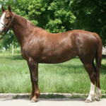 Cavalo Búlgaro