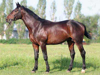Cavalo Búlgaro
