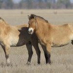 Cavalo da Mongólia