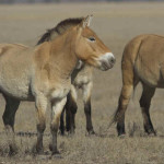 Cavalo da Mongólia