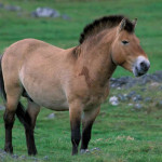 Cavalo da Mongólia