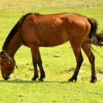 Cavalo da Mongólia