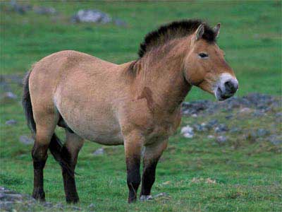Cavalo da Mongólia